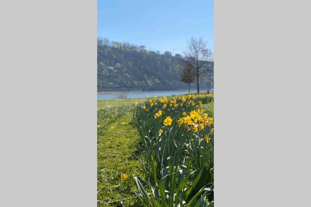 Comfortable New Apartment In #Koblenz# Direkt Am Rhein Coblence Extérieur photo